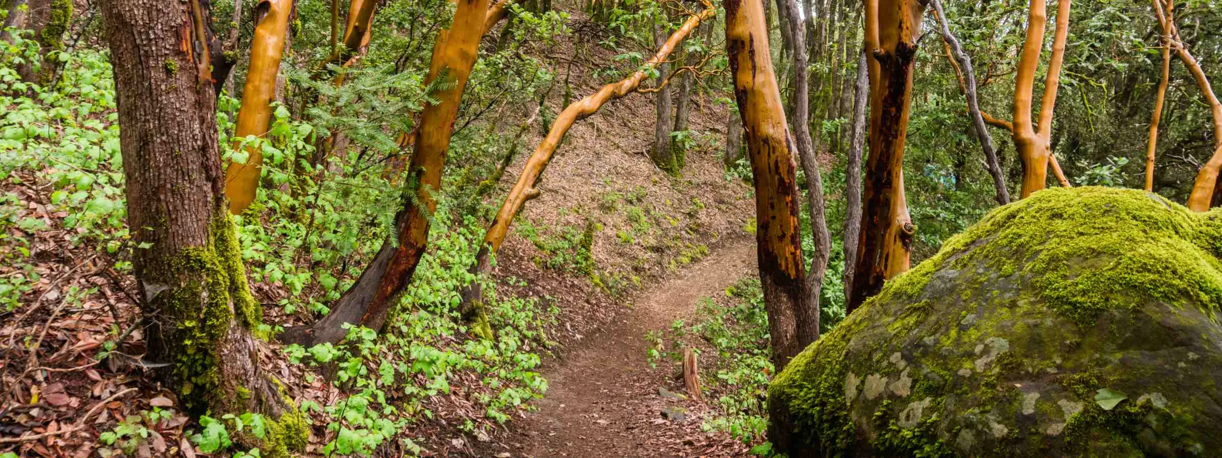 madronapathinforest